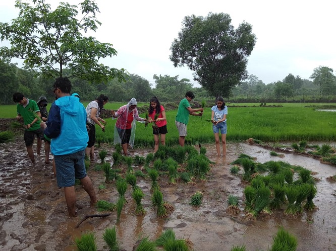 rice plantation 12